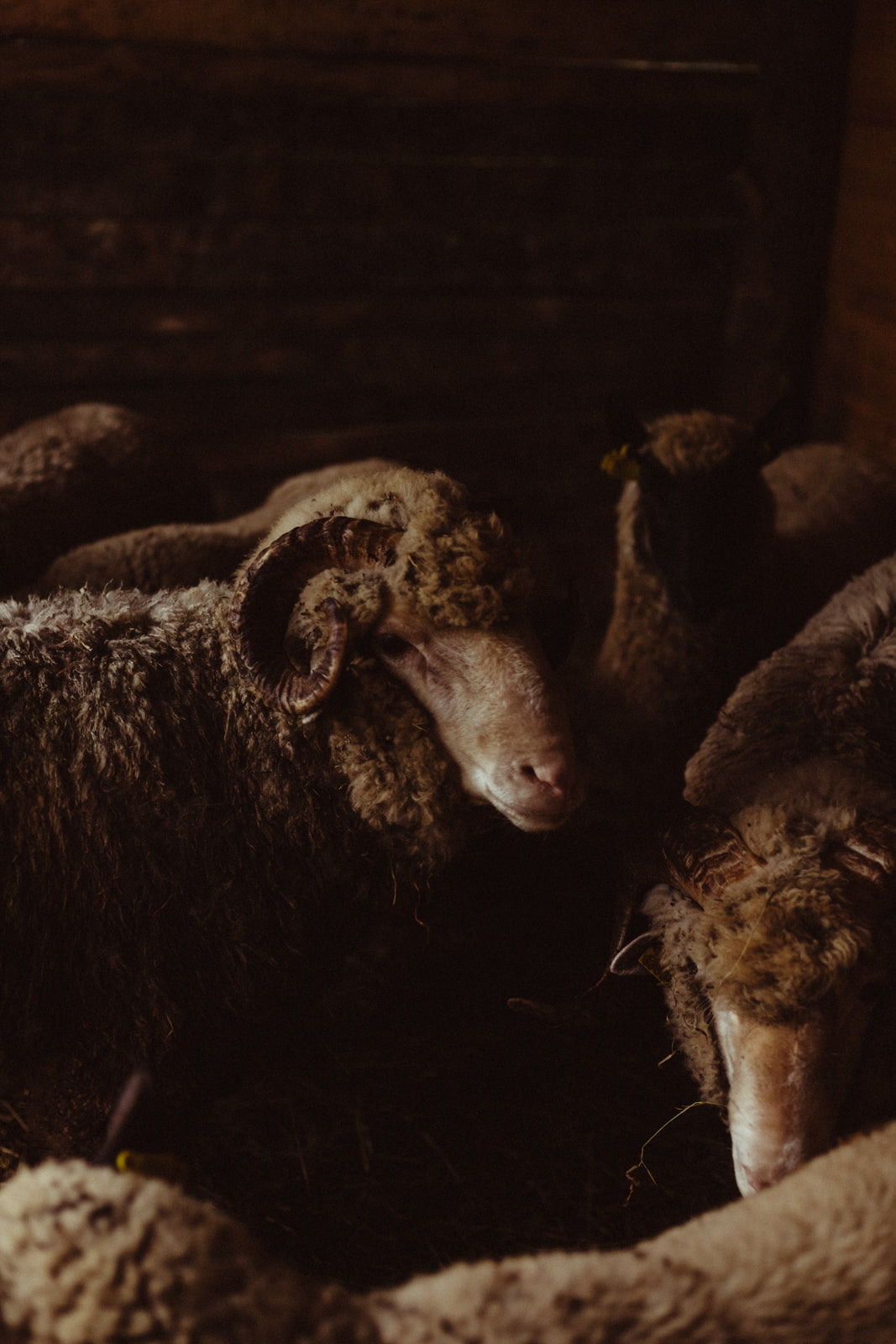 Cargar video: This is a glimpse of our farm in Asturias, Spain, where we have started a regenerative project with a food forest, 3000 Asturian mature cider trees, and sheep to keep the soil healthy and fertile.  In addition to using their wool, we manufacture 100% recycled yarn from textile waste from India. All the sweaters we wear are hand-knitted from this precious new yarn, while soon we will be knitting sweaters from our own flock!